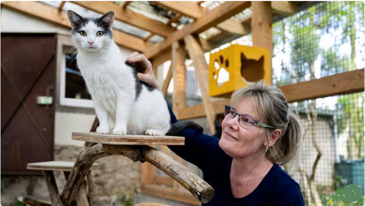 Bei Christiane Kubeja, Mühlenkörble Frankenthal, nähe Dresden, finden Katzen ein Zuhause auf Zeit